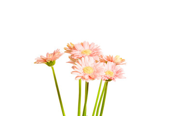 Gerbera flowers of delicate salmon color on a white background. isolate on white background
