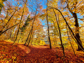 Lovely forest path completely covered with fallen tree leaves in autumn season