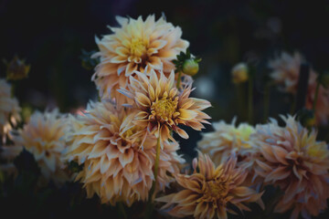 Fototapeta na wymiar Creamy yellow chrysanthemums in an autumn park. Seasonal flowers growing in late summer - early fall. Frost-resistant plants in botanical garden. Beautiful buds with long petals on dark background.