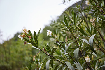 Light Pink Nerium oleander flowers with water drops. Botanical garden in Tbilisi, Georgia