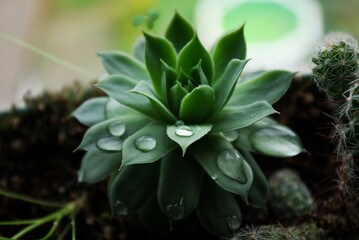 gota de agua en hoja