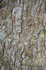 Horse chestnut tree bark in close up