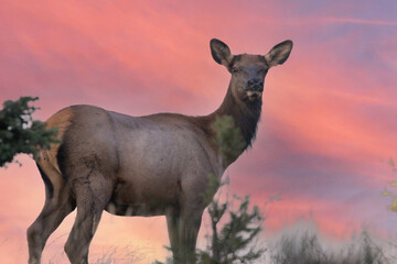 Naklejka na ściany i meble Beautiful cow elk at sunrise