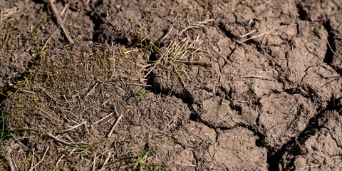 Earth cracked background with dried grass and soil close view from above