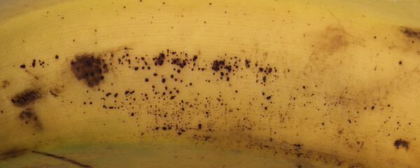 Yellow ripe banana peel with brown rotten spots background. Fruits harvesting and selling concept.