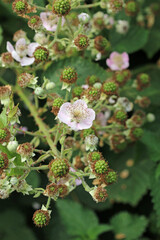 Pink bramble flowers in close up