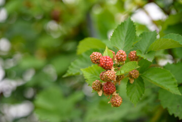 Beginning ripe blackberry fruit, on the branch