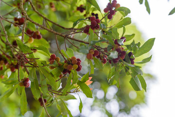 Red fruits of Japanese bayberry, on the branch