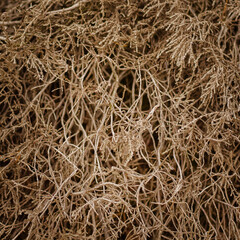 Nature bush texture background