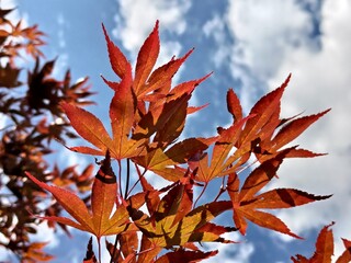 Fototapeta premium Foglie in autunno
