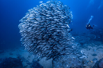 Cardumen de peces redondo
