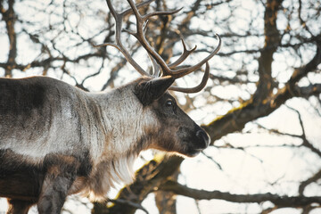 Portrait of a free wild grey reindeer or caribou in a forest with trees in the background