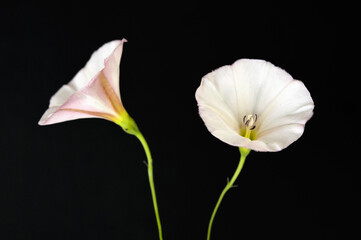 Fototapeta na wymiar Bindweed Flowers, Convolvulus Arvensis in Studio
