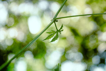 Green leaves on a branch