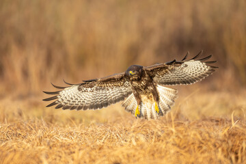 Common buzzard (Buteo buteo) in the fields, buzzards in natural habitat, hawk bird on the ground, predatory bird close up, birds of prey