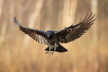 A beautiful raven (Corvus corax) flying bird North Poland Europe