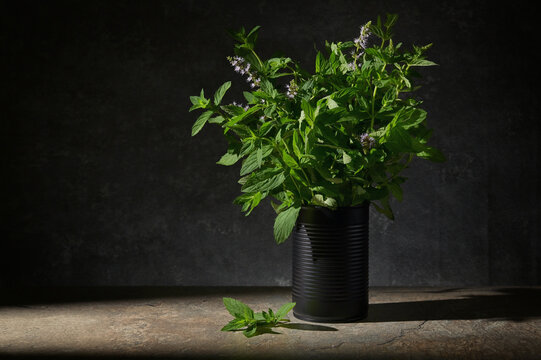 Fresh Green Mint In Black Tin Can