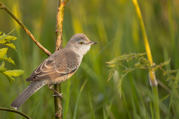 barred warbler - migratory passerine singing bird (Sylvia nisoria) sitting on branch, male - Poland, Europe