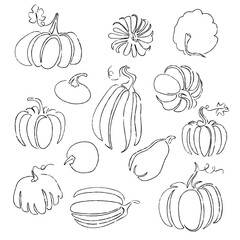 Set, pumpkins of various shapes. Leaves and antennae, piece. Autumn harvest. Thanksgiving and Halloween symbol. Vector illustration in doodle outline style.