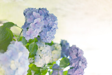 Fresh hortensia bright blue flowers and green leaves background.