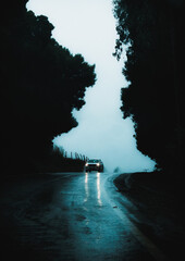 panor&aacute;mica vertical de silueta de arboles gigantes con una calle mojada por la lluvia en medio con un autom&oacute;vil o carro en el centro de frente alumbrando el camino