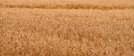 Field with yellow ripe wheat on a summer day. Good harvest, banner.