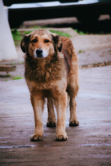 perro callejero café bajo la lluvia en la calle con mirada triste