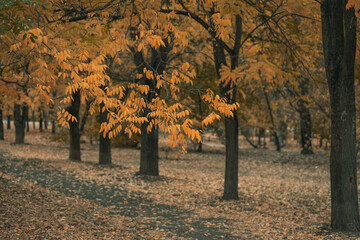 Autumn park in cloudy weather, yellow leaves on the trees