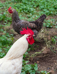 Multi-colored chickens walk on the farm against the background of green grass in summer
