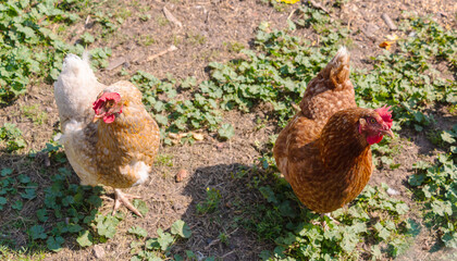 Multi-colored chickens walk on the farm against the background of green grass in summer