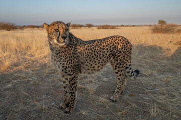 A cheetah searching for prey in the grasslands of the Kalahari Desert in Namibia. © vaclav