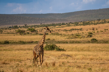 Obraz premium Giraffe in front Amboseli national park Kenya masai mara.(Giraffa reticulata) sunset.