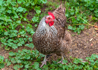Multi-colored chickens walk on the farm against the background of green grass in summer