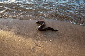 Fototapeta na wymiar snake on the beach
