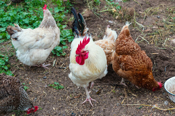 Multi-colored chickens walk on the farm against the background of green grass in summer