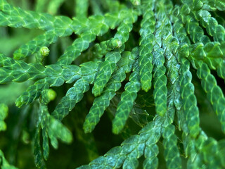 The Western thuja, or vital tree, or negniyuchka (Latin Thuja occidentalis), is an evergreen coniferous tree from the Cypress family (Latin Cupressaceae) of the genus Thuja
