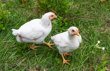 White broiler chickens walk on a farm against the background of green grass in summer