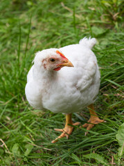 White broiler chickens walk on a farm against the background of green grass in summer