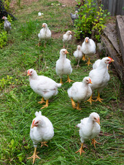 White broiler chickens walk on a farm against the background of green grass in summer