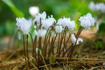 White lilac cyclamen hederifolium flowers grow on forest edge in a botanical garden, park, forest in the wild in summer. Blooms in a national park in spring. Nature's awakening. Wild cyclamens in wood