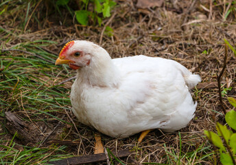 White broiler chickens walk on a farm against the background of green grass in summer