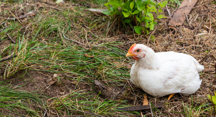 White broiler chickens walk on a farm against the background of green grass in summer