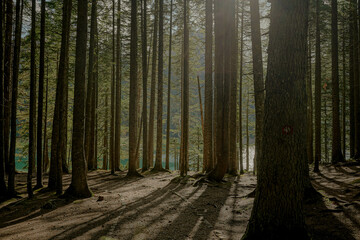 Forest. Pine forest. Montenegro. Overall plan.