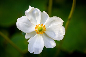 White Japanese anemones on a green natural background. Growing hybrid plants in a botanical garden. Flowering of summer and fall plants. Macro photos of nature. Honorine jobert anemone flower close up