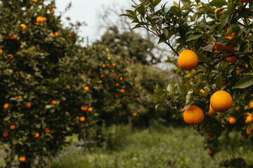 Fresh oranges on the tree