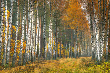 Misty autumn forest. Red autumn in misty forest. Morning fog in autumn forest