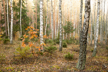 Misty autumn forest. Red autumn in misty forest. Morning fog in autumn forest