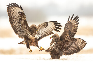 Common buzzard (Buteo buteo) in the fields in winter snow, buzzards in natural habitat, hawk bird on the ground, predatory bird close up fighting birds