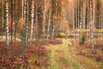 Misty autumn forest. Red autumn in misty forest. Morning fog in autumn forest