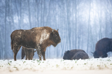 Mammals European bison Bison bonasus in winter time Knyszyn Forest Poland Europe